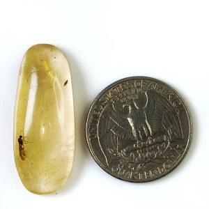 nt in Amber Cabochon 34×13mm polished oval gemstone with natural insect inclusion for jewelry or collection.